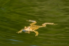 Frosch im Jägersief 2