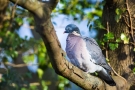 Ringeltaube (Columba palumbus)