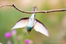 Bienenfresser beim Abflug