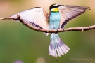 Bienenfresser im Anflug