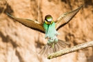 Bienenfresser im Anflug