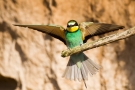 Bienenfresser im Anflug