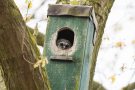 Waldkauz-Nestling im Nistkasten