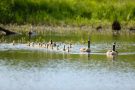 Kanadagans-Familie (Branta canadensis)