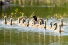 Kanadagans-Familie (Branta canadensis)