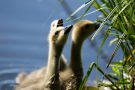 Kanadagänse-Küken (Branta canadensis)