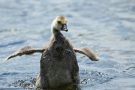 Kanadagans-Küken (Branta canadensis)