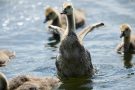 Kanadagans-Küken (Branta canadensis)