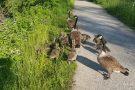 Kanadagans-Familie (Branta canadensis)