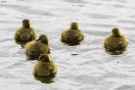 Kanadagans-Küken (Branta canadensis)