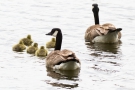 Kanadagans-Familie (Branta canadensis)