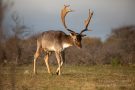 Damhirsch in den Amsterdamse Waterleidingduinen