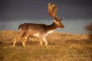 Damhirsch in den Amsterdamse Waterleidingduinen