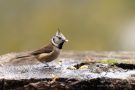 Haubenmeise (Lophophanes cristatus, Syn.: Parus cristatus)