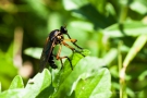 Fliege am Badberg