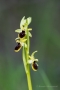 Kleine Spinnen-Ragwurz (Ophrys araneola)