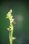 Kleine Spinnen-Ragwurz (Ophrys araneola)