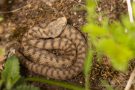 Aspisvipern-Baby - Leider fehlt der Größenvergleich, aber es war eine Miniviper von vielleicht 15 cm