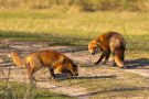 Rotfüchse in den Amsterdamse Waterduinen