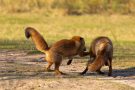 Rotfüchse in den Amsterdamse Waterduinen