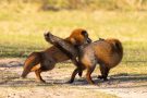 Rotfüchse in den Amsterdamse Waterduinen