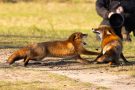 Rotfüchse in den Amsterdamse Waterduinen