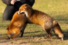 Rotfüchse in den Amsterdamse Waterduinen