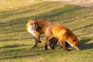 Rotfüchse in den Amsterdamse Waterduinen