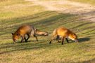 Rotfüchse in den Amsterdamse Waterduinen