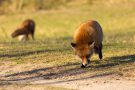 Rotfüchse in den Amsterdamse Waterduinen