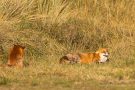 Rotfüchse in den Amsterdamse Waterduinen