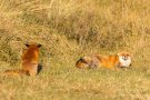 Rotfüchse in den Amsterdamse Waterduinen