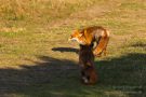 Rotfüchse in den Amsterdamse Waterduinen