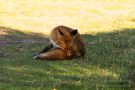 Rotfuchs in den Amsterdamse Waterduinen