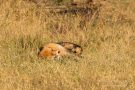 Rotfuchs in den Amsterdamse Waterduinen