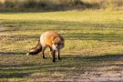 Rotfuchs in den Amsterdamse Waterduinen