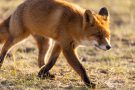 Rotfuchs in den Amsterdamse Waterduinen