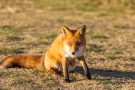 Rotfuchs in den Amsterdamse Waterduinen