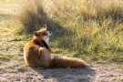 Rotfuchs in den Amsterdamse Waterduinen