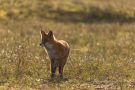 Rotfuchs in den Amsterdamse Waterduinen