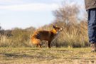 Rotfuchs in den Amsterdamse Waterduinen