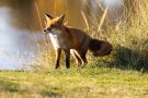 Rotfuchs in den Amsterdamse Waterduinen