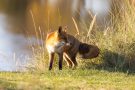 Rotfuchs in den Amsterdamse Waterduinen