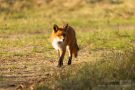 Rotfuchs in den Amsterdamse Waterduinen