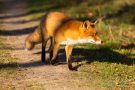 Rotfuchs in den Amsterdamse Waterleidingduinen