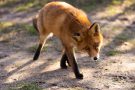 Rotfuchs in den Amsterdamse Waterleidingduinen