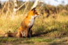 Rotfuchs in den Amsterdamse Waterleidingduinen