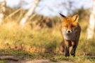 Rotfuchs in den Amsterdamse Waterleidingduinen