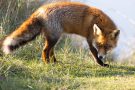 Rotfuchs in den Amsterdamse Waterleidingduinen