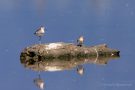 Bruchwasserläufer (Tringa glareola) und Temminckstrandläufer (Calidris temminckii) im Rheindelta an der Fußacher Bucht